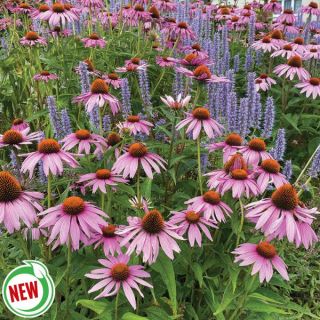 Bee Smart Blend Thumbnail